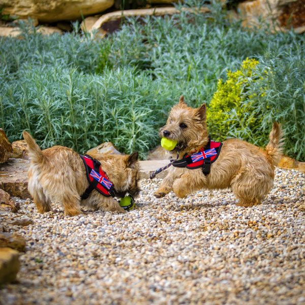 Julius K9 IDC Fluoriserende Bal | Ballen