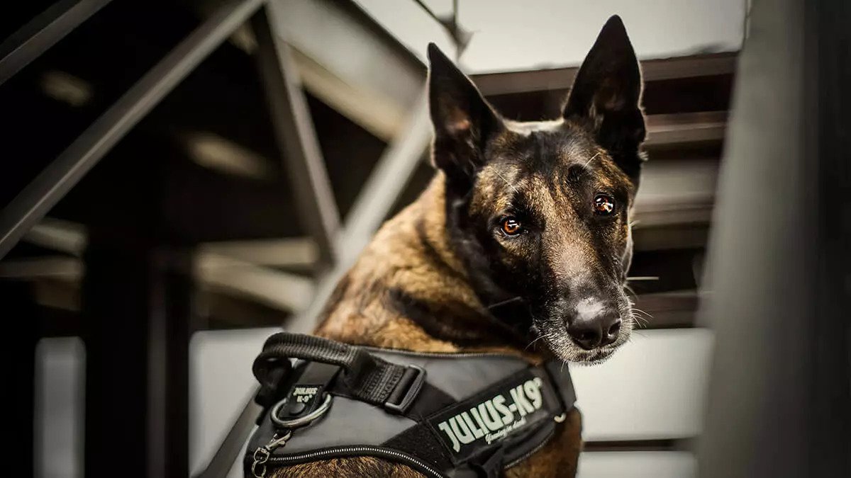 Onmiddellijk gekruld kanker Julius-K9 Benelux: de webshop voor Julius-K9 producten